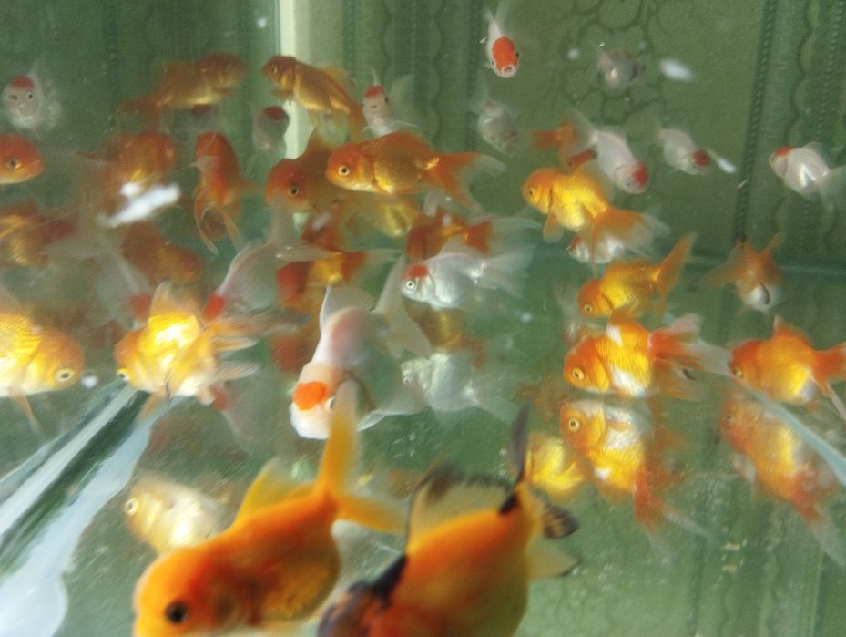 Золотые рыбки Аранда,красная шапочка и телескопы