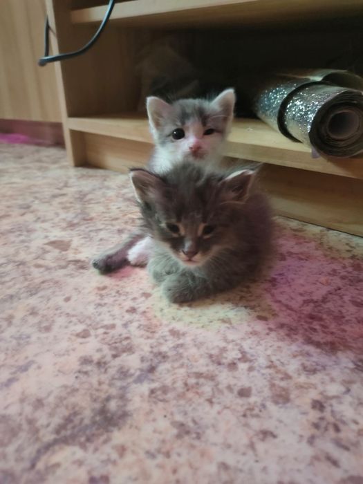 Отдам котят в добрые руки