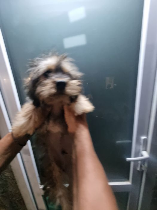 Pui Bichon metis cu Soricar