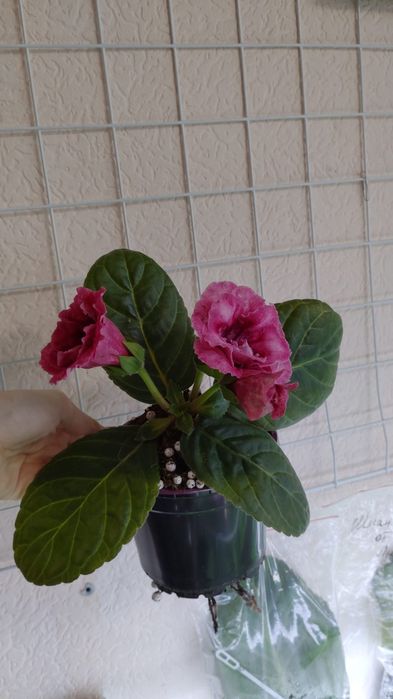 Глоксинии цветущие