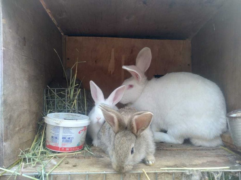 Продам кроликов, молодняк и взрослые