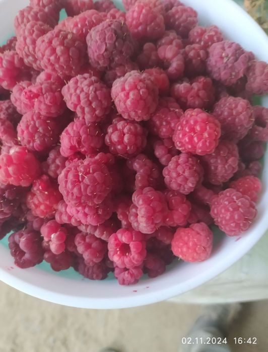 Саженцы малины СТОЛЕШНИК