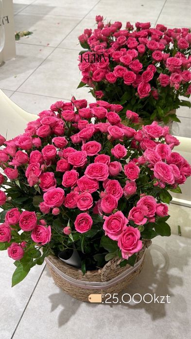 Свежие цветы в наличии