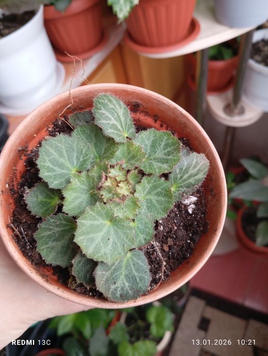 Продам растения по 1000 тенге