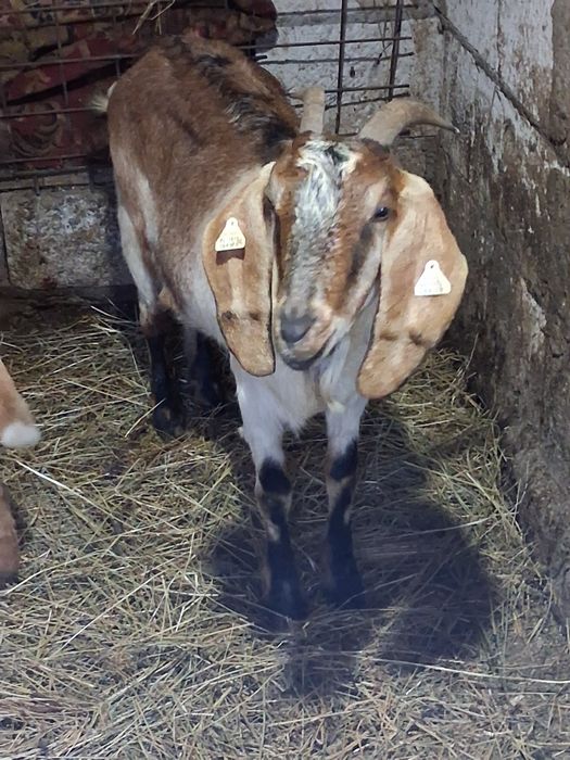 Vând capre anglobiene