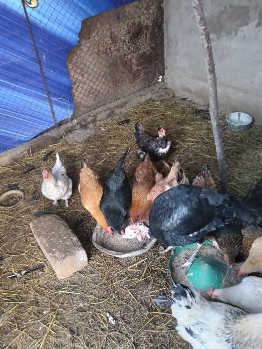 Тауык Куры Кораз