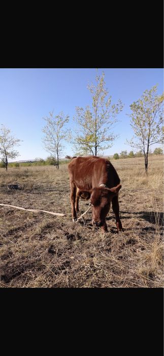 Продам телочку рожденная в феврале.От молочной коровы.