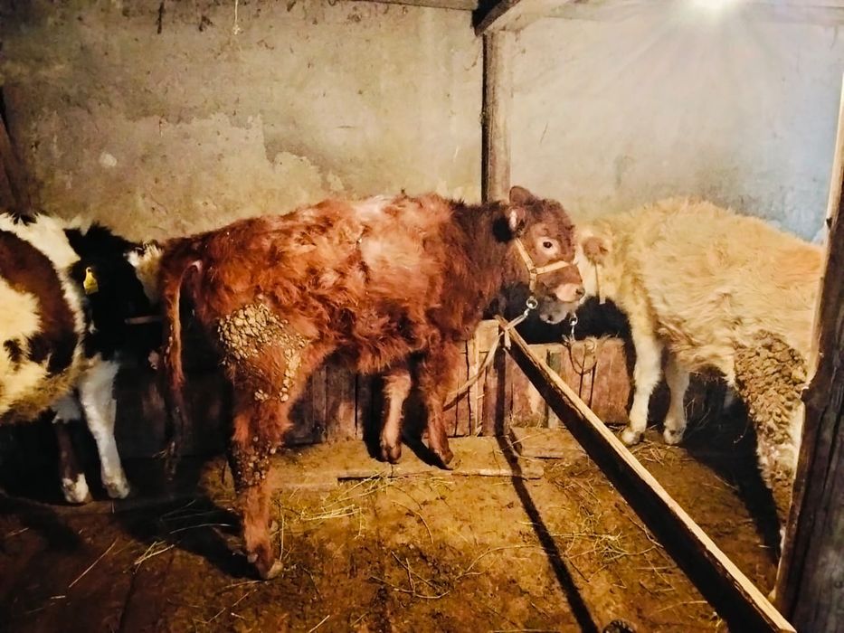 Телята тёлки продам