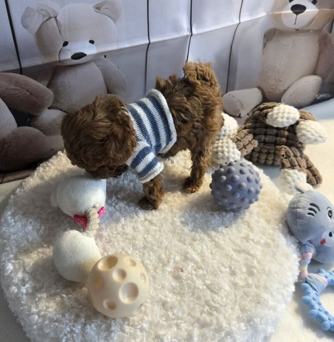 Пудел тийкъп с родословие момче микро