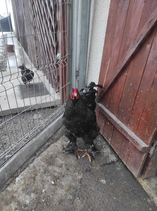 Cocosi  Brahma de vânzare