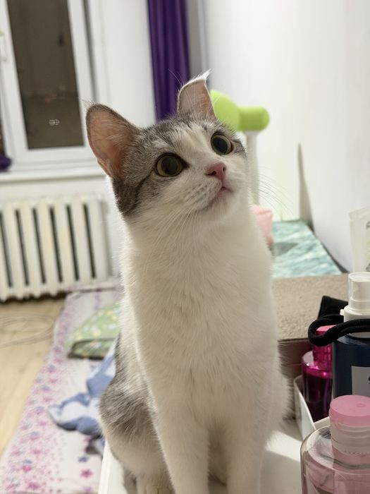 Отдаем Кошку