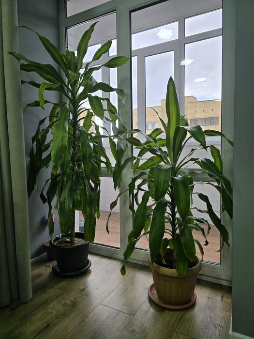 Продам драцену..