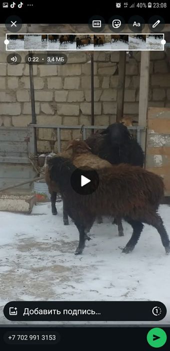 Семіз қойлар сатылады