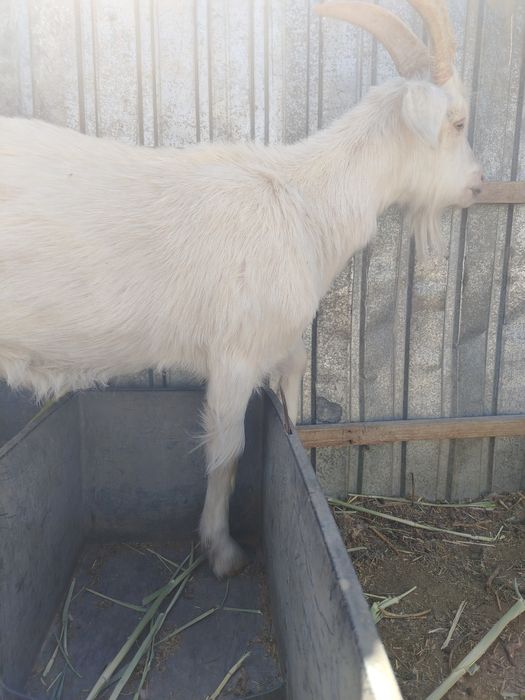 Серке сатылады  семиз күй жаксы