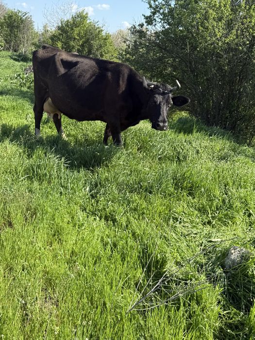 Vand vaca  cu 7 viței