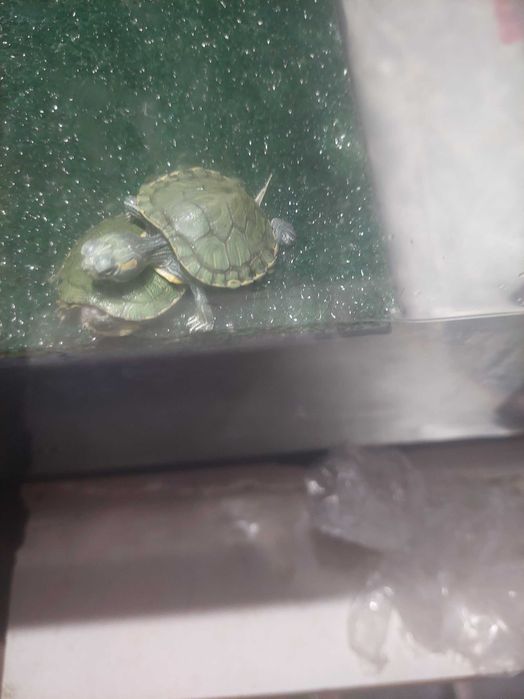 Черепашки земноводные