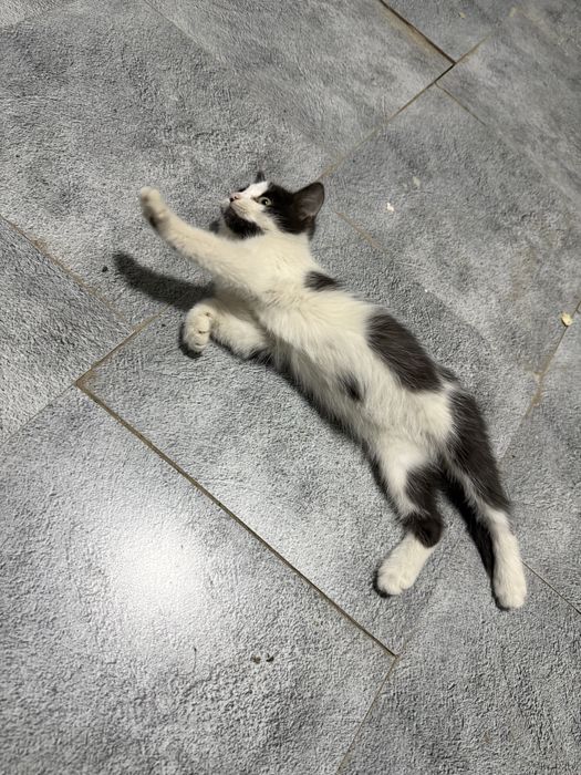 Котенок ищет  дом