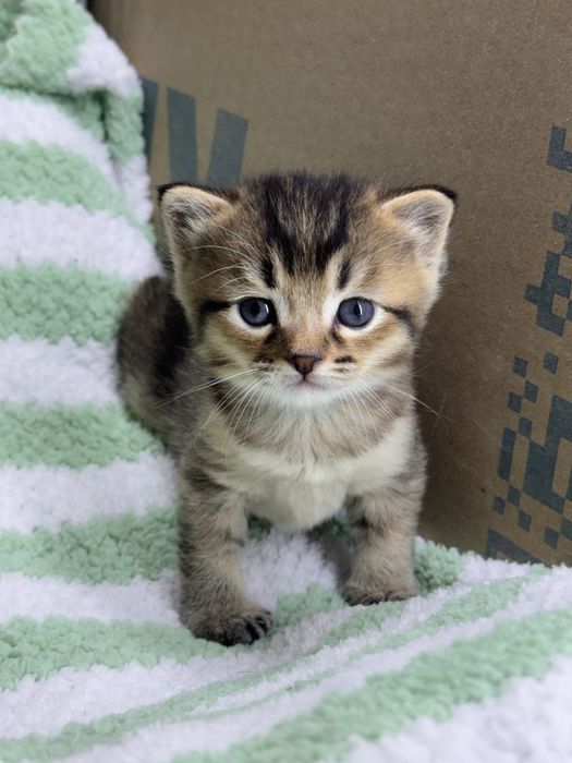 Британский короткошерстный фолд-Окрас Табби