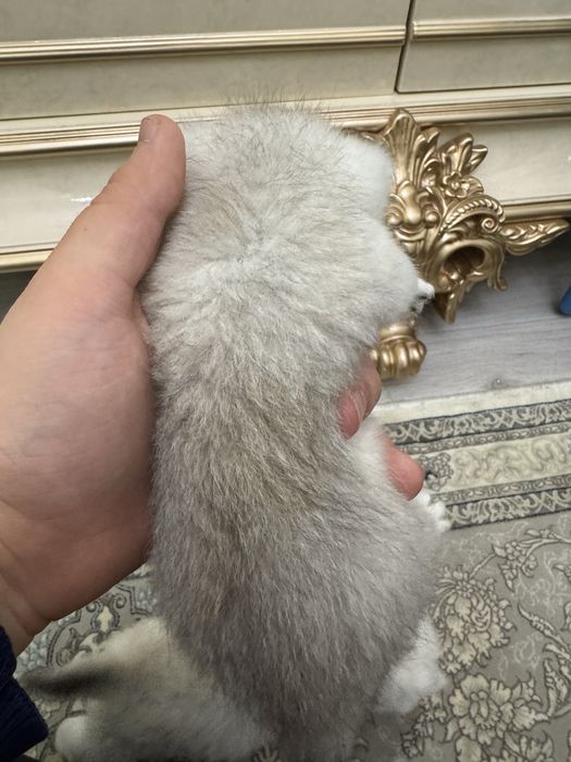 Продаются котята британская и шатланский шиншиллы 1 месяцный