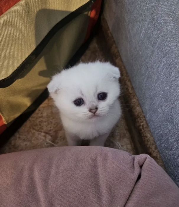 Шотланский вислоухий котенок