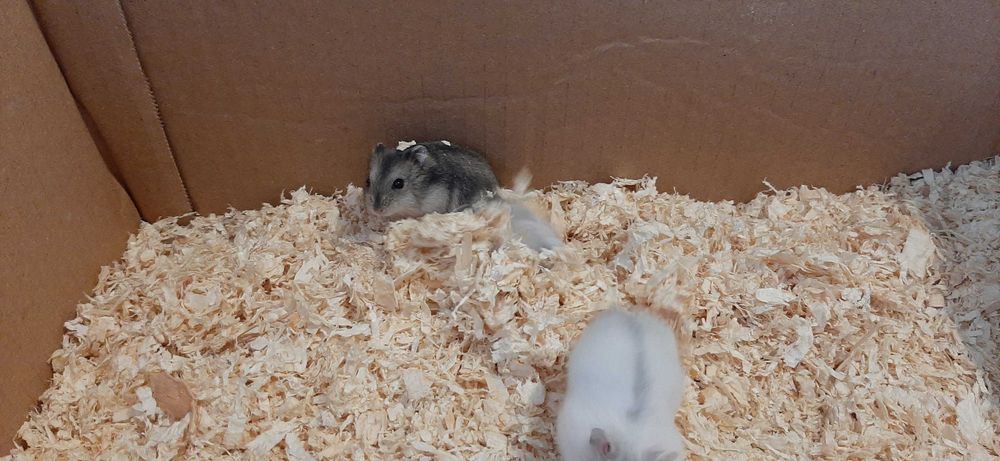 Pui de hamster pitic de vânzare