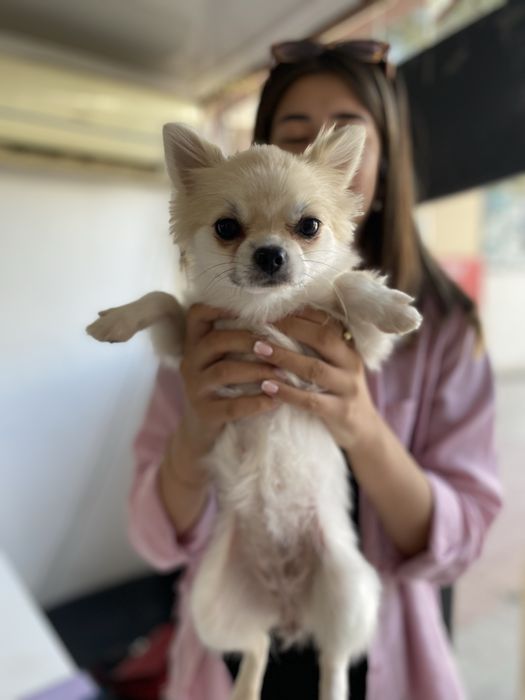 продается белый померанский щпиц