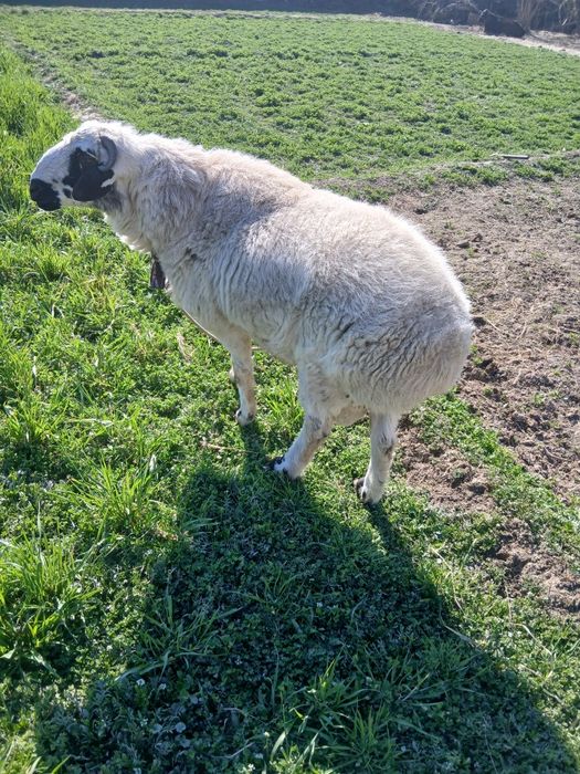 Soĝlom qòchqor sotiladi