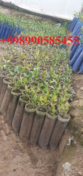 Xandon pista ko'chatlari