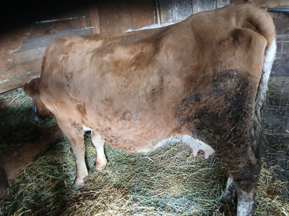 Vaca cu lapte de vanzare