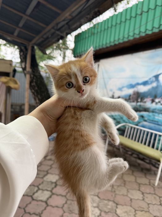 Отдам милых котят