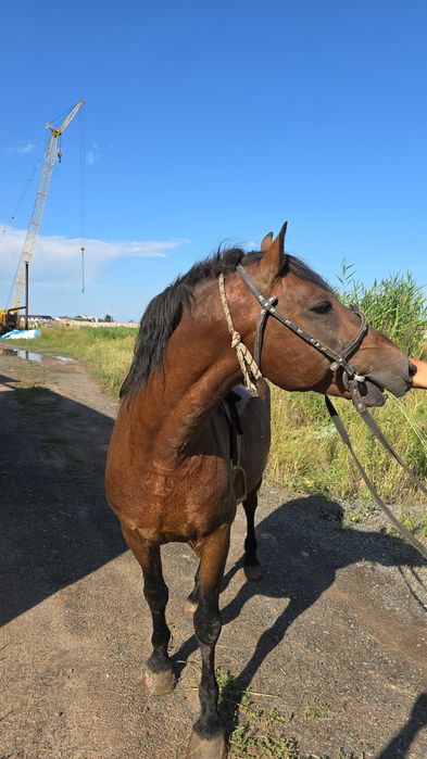 Продам айгыра для кокпара