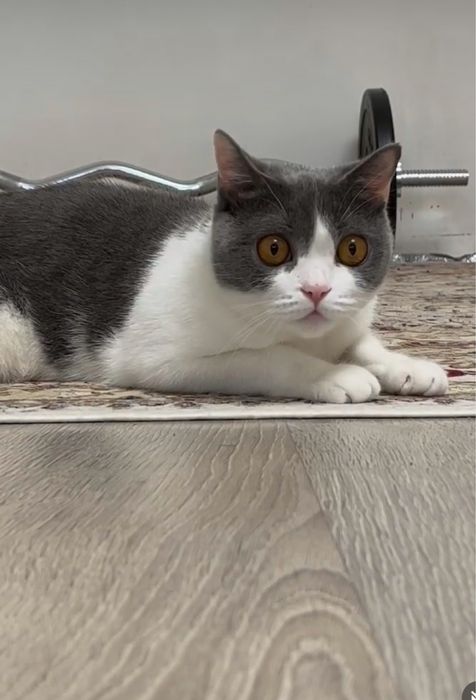 Отдам британскую кошку