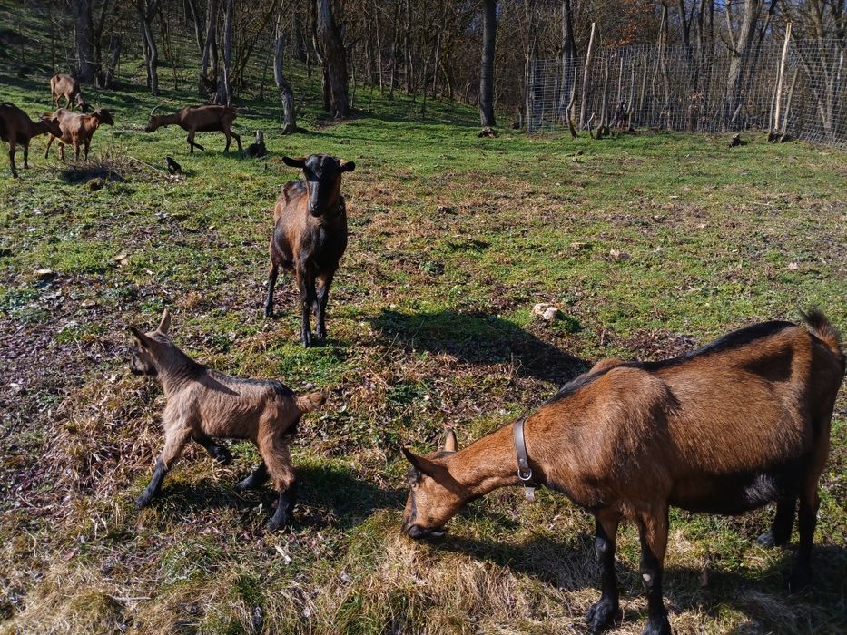 Vindem lapte de capră