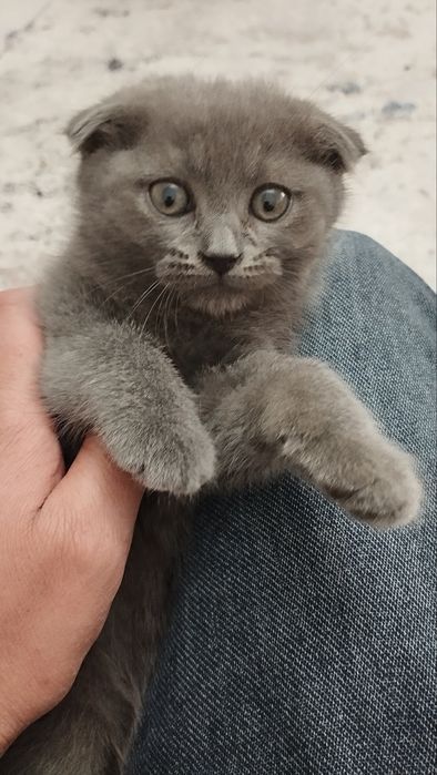 Mushukchalar sotiladi.