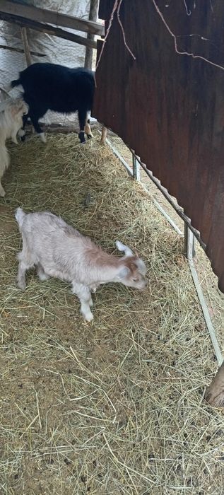 De vanzare iezi de paste pentru sacrificat