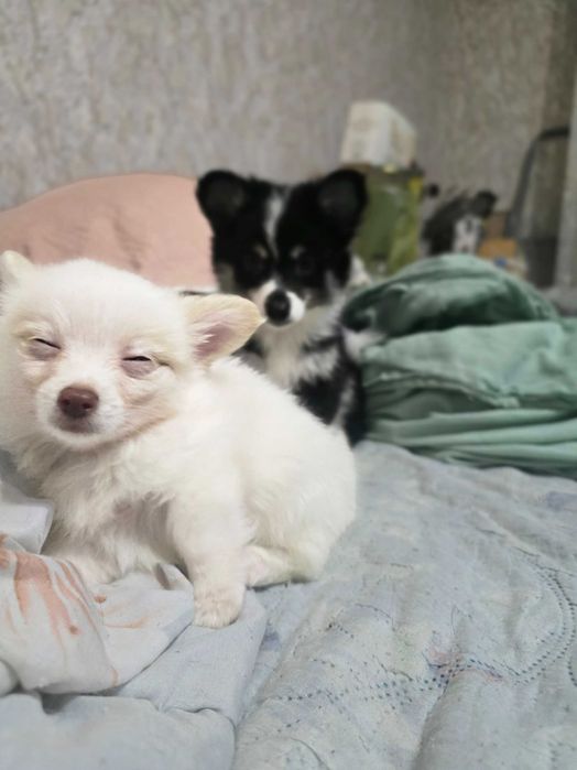 Кученца МиниШпиц