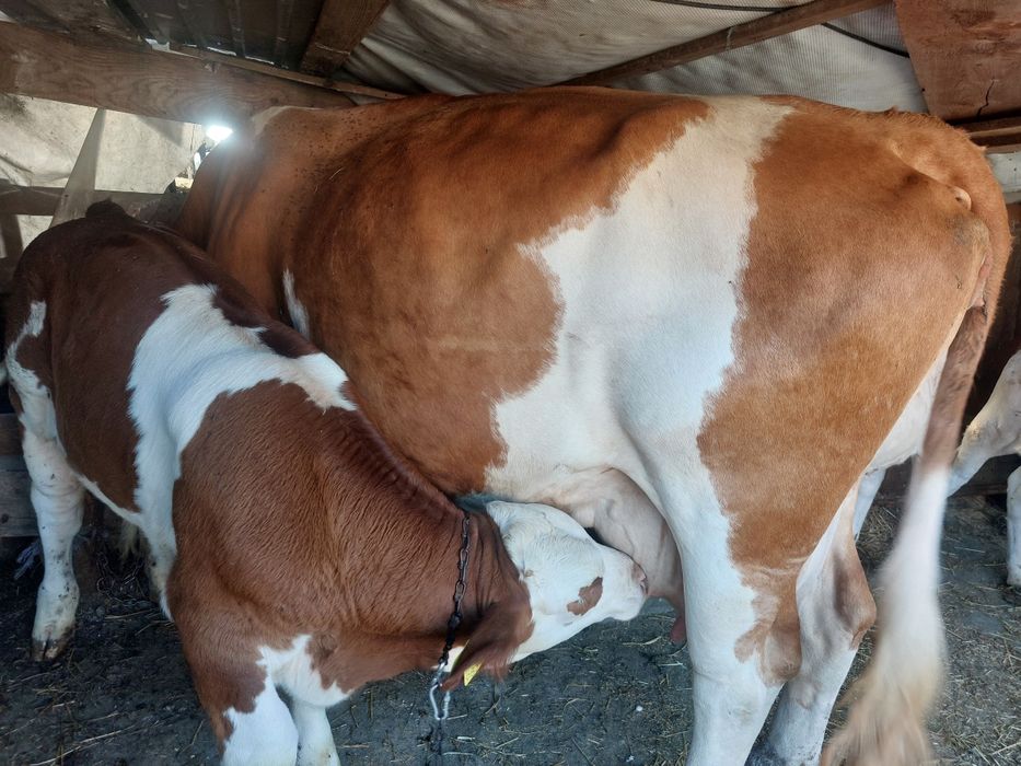 Vaci și viței de vânzare detalii la telefon 0740159629
