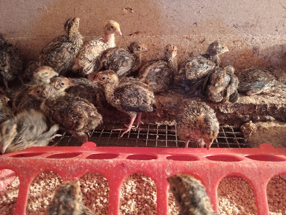 Бөдене балапандары.