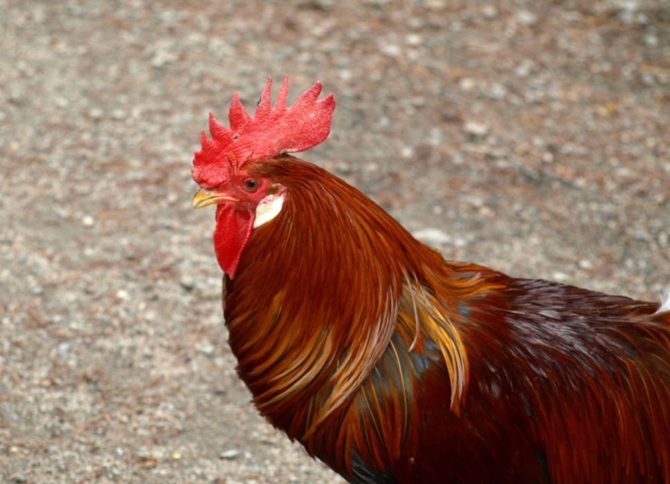 Rus talabalar porno onlayn orgies