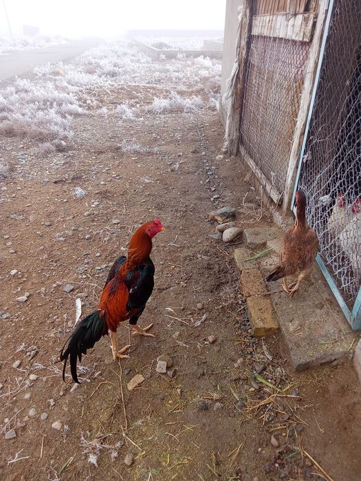 Дакан қораз тауық сатылады