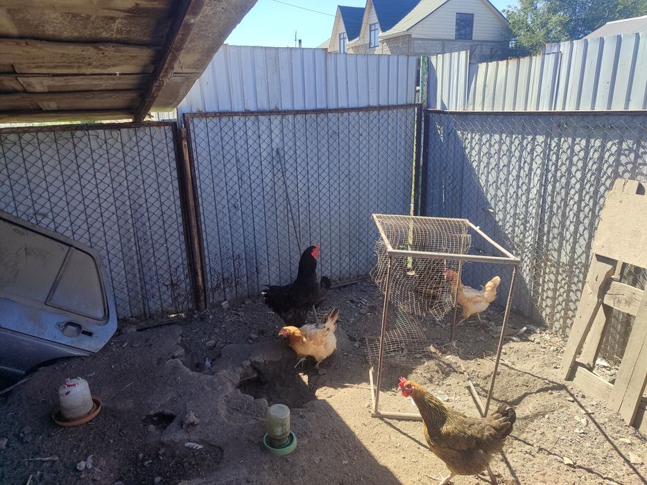 Продам домашних курей