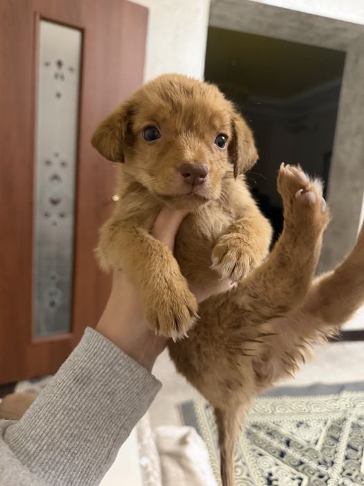 Ищет дом маленький щенок