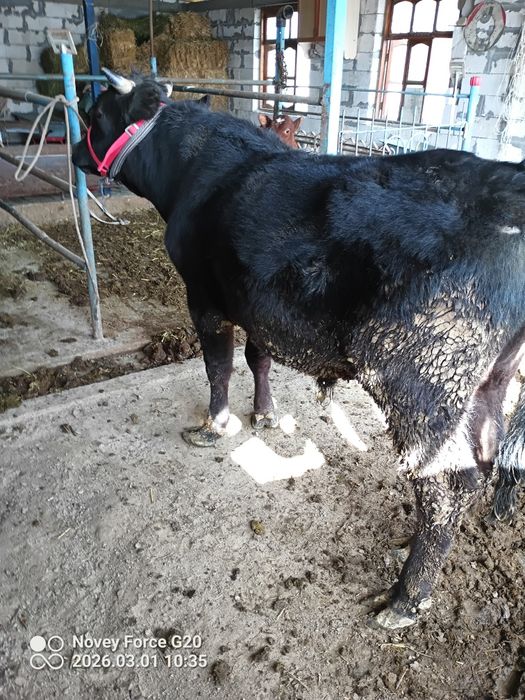 Buqa sotladi buxoroda