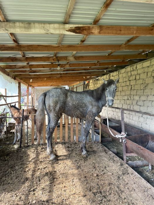 Полтарашка сатылады