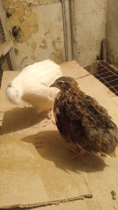 Продам перепелов несушек