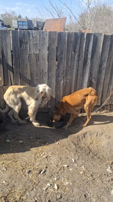 Продаются собаки — иттер сатылады - тазылар