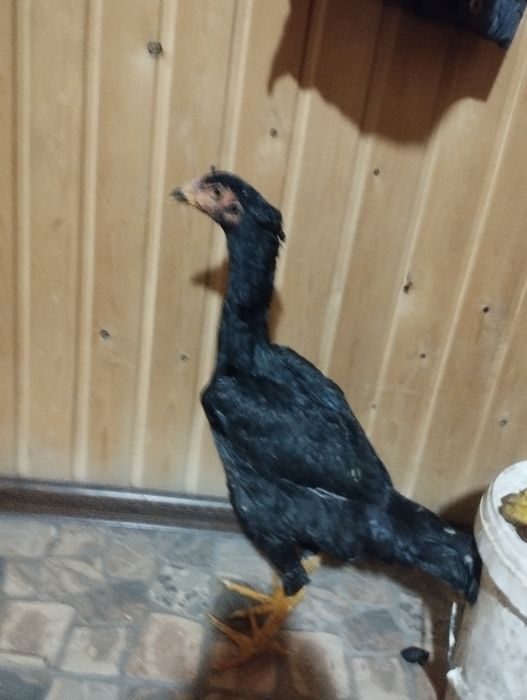 Продам даканов 2