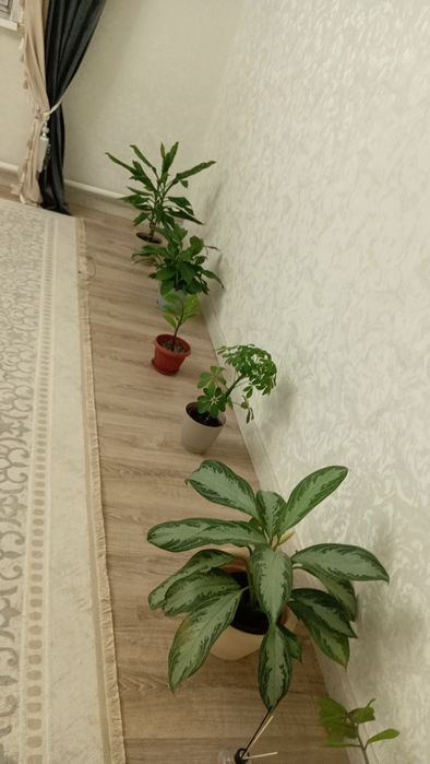 Продам домашние цветы