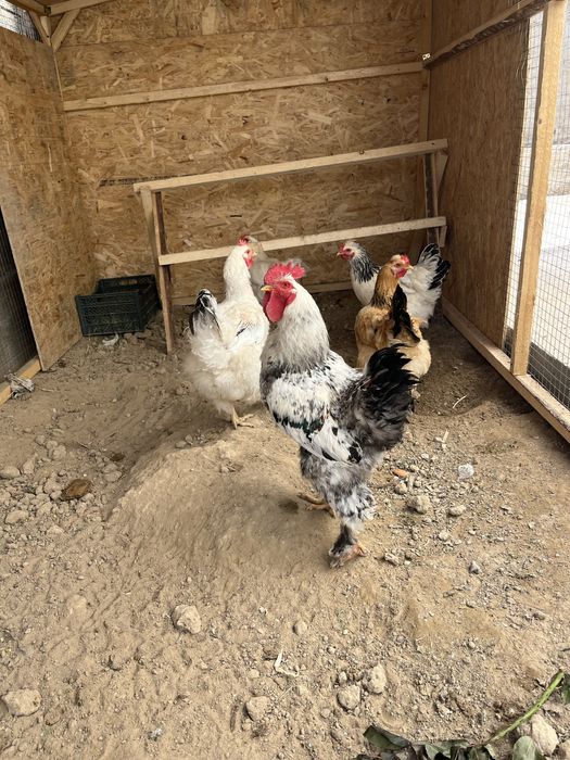 Брама тауықтар сатылады