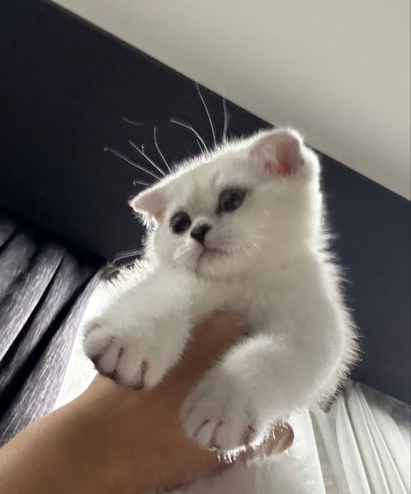 Котёнок Шотландский вислоухий